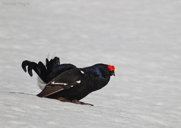 Gallo Forcello - Black Grouse (Tetrao tetrix)