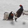 Gallo Forcello - Black Grouse (Tetrao tetrix)