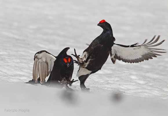 Gallo Forcello - Black Grouse (Tetrao tetrix)