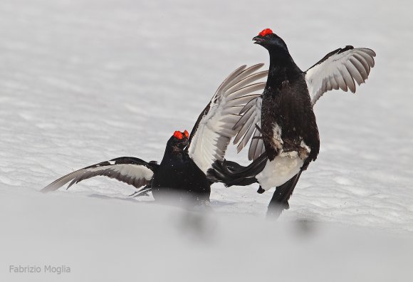 Gallo Forcello - Black Grouse (Tetrao tetrix)