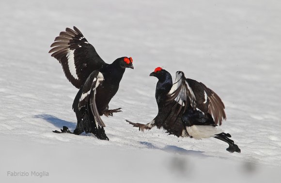 Gallo Forcello - Black Grouse (Tetrao tetrix)