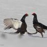 Gallo Forcello - Black Grouse (Tetrao tetrix)