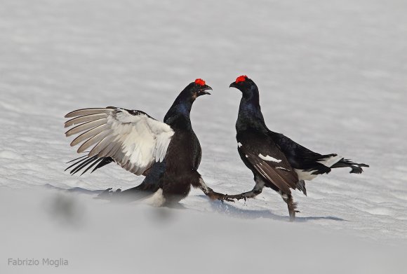 Gallo Forcello - Black Grouse (Tetrao tetrix)