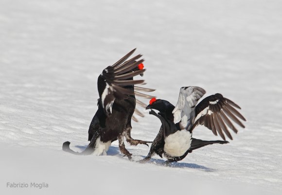 Gallo Forcello - Black Grouse (Tetrao tetrix)