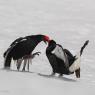 Gallo Forcello - Black Grouse (Tetrao tetrix)