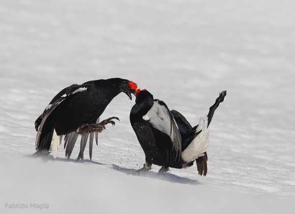 Gallo Forcello - Black Grouse (Tetrao tetrix)