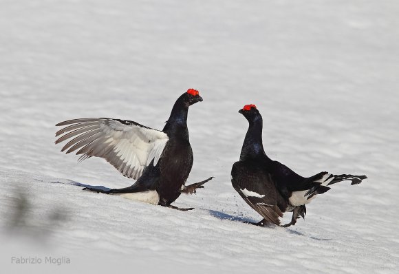 Gallo Forcello - Black Grouse (Tetrao tetrix)