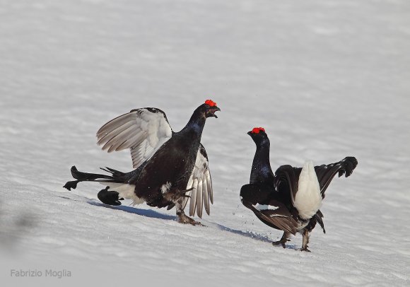 Gallo Forcello - Black Grouse (Tetrao tetrix)