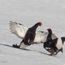 Gallo Forcello - Black Grouse (Tetrao tetrix)