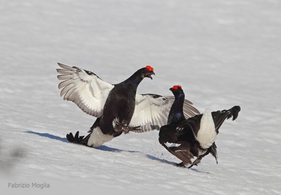 Gallo Forcello - Black Grouse (Tetrao tetrix)