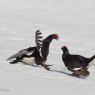 Gallo Forcello - Black Grouse (Tetrao tetrix)