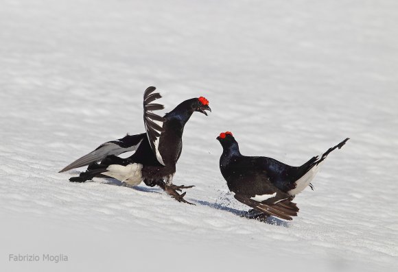 Gallo Forcello - Black Grouse (Tetrao tetrix)