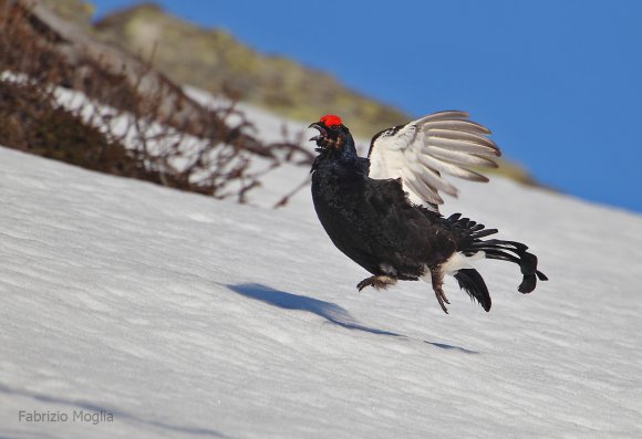 Gallo Forcello - Black Grouse (Tetrao tetrix)