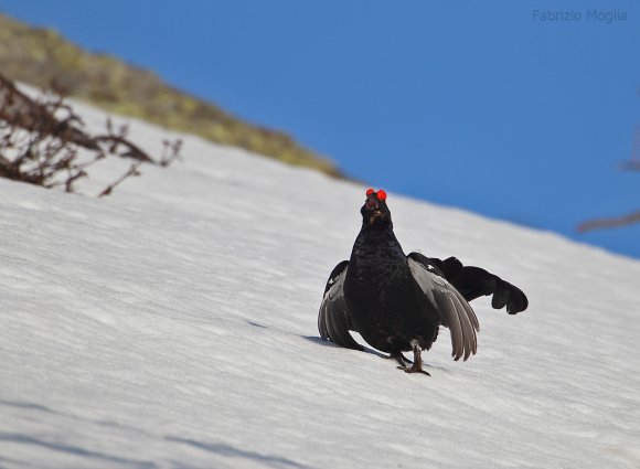 Gallo Forcello - Black Grouse (Tetrao tetrix)