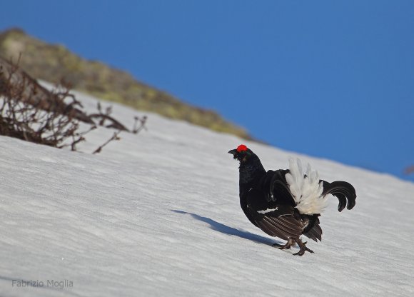 Gallo Forcello - Black Grouse (Tetrao tetrix)