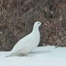 Pernice bianca nordica -  Willow ptarmigan (Lagopus lagopus)