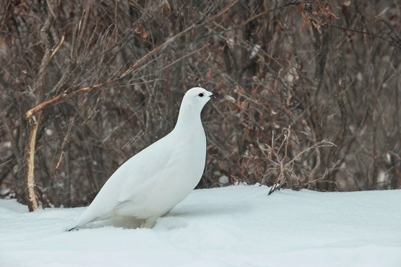 Pernice bianca nordica -  Willow ptarmigan (Lagopus lagopus)