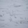 Pernice bianca nordica -  Willow ptarmigan (Lagopus lagopus)