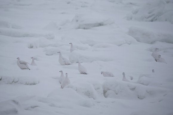 Pernice bianca nordica -  Willow ptarmigan (Lagopus lagopus)