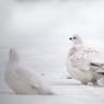 Pernice bianca nordica -  Willow ptarmigan (Lagopus lagopus)