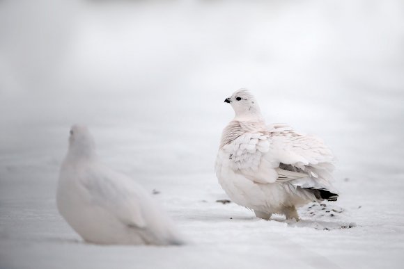 Pernice bianca nordica -  Willow ptarmigan (Lagopus lagopus)