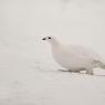 Pernice bianca nordica -  Willow ptarmigan (Lagopus lagopus)