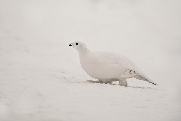 Pernice bianca nordica -  Willow ptarmigan (Lagopus lagopus)