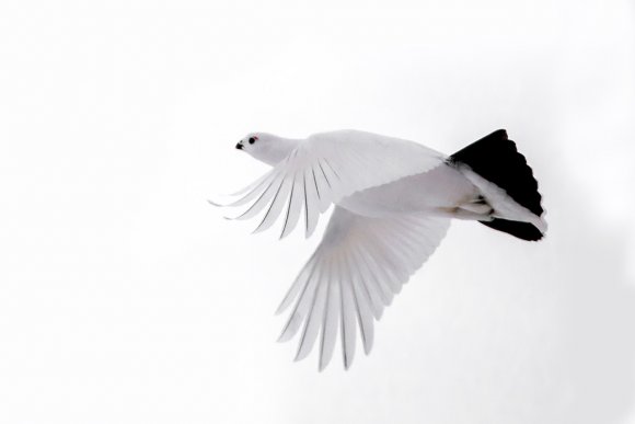 Pernice bianca nordica -  Willow ptarmigan (Lagopus lagopus)