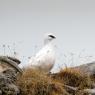 Pernice bianca - Rock Ptarmigan (Lagopus muta)