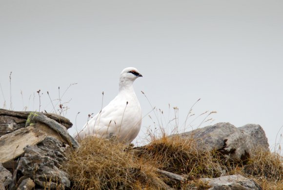 Pernice bianca - Rock Ptarmigan (Lagopus muta)