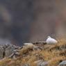 Pernice bianca - Rock Ptarmigan (Lagopus muta)