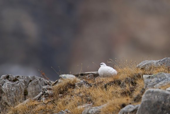 Pernice bianca - Rock Ptarmigan (Lagopus muta)