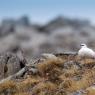 Pernice bianca - Rock Ptarmigan (Lagopus muta)