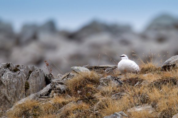 Pernice bianca - Rock Ptarmigan (Lagopus muta)