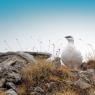 Pernice bianca - Rock Ptarmigan (Lagopus muta)