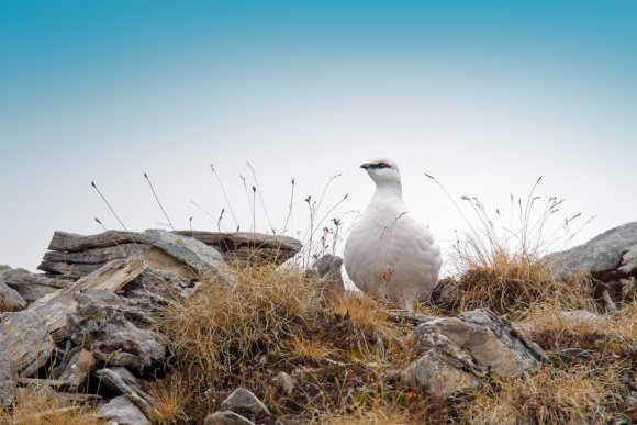 Pernice bianca - Rock Ptarmigan (Lagopus muta)