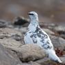 Pernice bianca - Rock Ptarmigan (Lagopus muta)