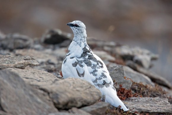 Pernice bianca - Rock Ptarmigan (Lagopus muta)