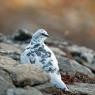 Pernice bianca - Rock Ptarmigan (Lagopus muta)