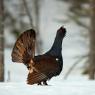 Gallo cedrone - Capercaillie (Tetrao urogallus)