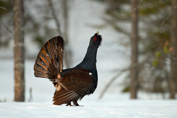 Gallo cedrone - Capercaillie (Tetrao urogallus)