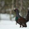 Gallo cedrone - Capercaillie (Tetrao urogallus)