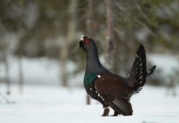 Gallo cedrone - Capercaillie (Tetrao urogallus)