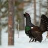 Gallo cedrone - Capercaillie (Tetrao urogallus)