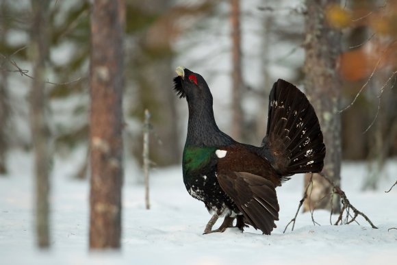 Gallo cedrone - Capercaillie (Tetrao urogallus)