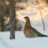 Gallo cedrone - Capercaillie (Tetrao urogallus)