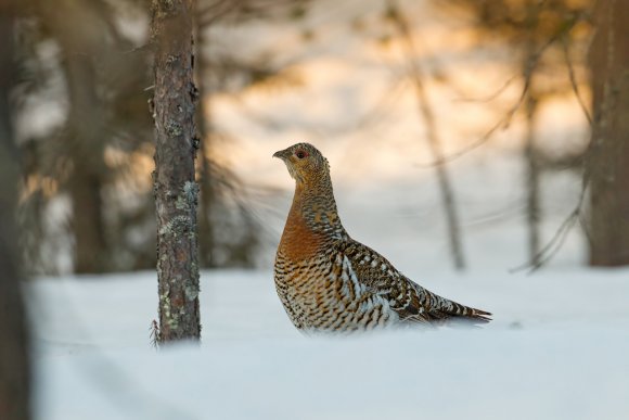 Gallo cedrone - Capercaillie (Tetrao urogallus)