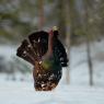 Gallo cedrone - Capercaillie (Tetrao urogallus)