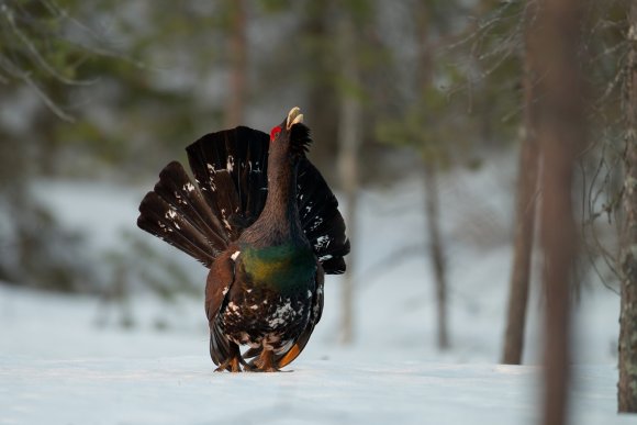 Gallo cedrone - Capercaillie (Tetrao urogallus)