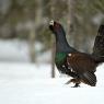 Gallo cedrone - Capercaillie (Tetrao urogallus)